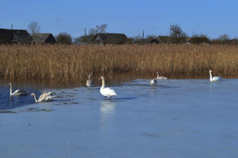 Фестиваль зимней Рыбалки